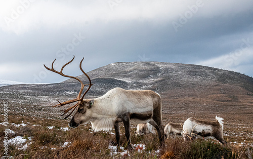 Reindeer of Scotland