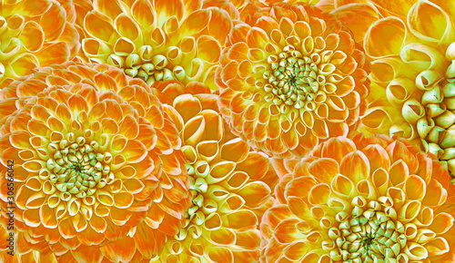 Floral yellow  background. Flowers  dahlias close-up.  Flowers composition. Nature.