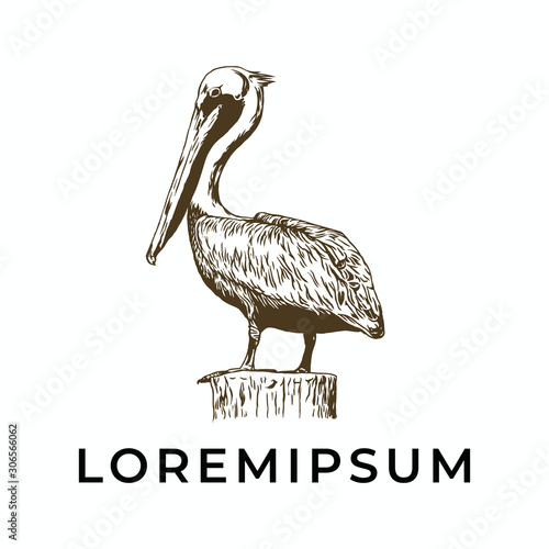 Hand drawn pelican for logo template, vintage, isolated white background. photo