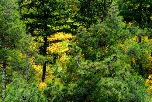 Beautiful virgin forest with fall foliage colors photo