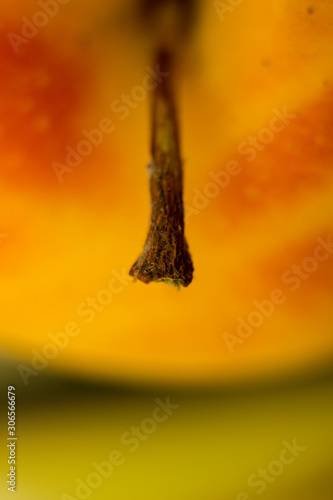 Apple with a twig closeup. Photo. Background.