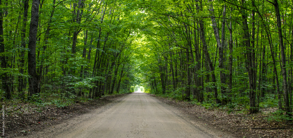 Tunnel of trees with diminishing dirt road in the Hiawatha National Forest in Michigan.