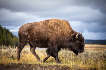 Fototapete Bison Bison auf Nahrungssuche im Yellowstone  © jack-sooksan