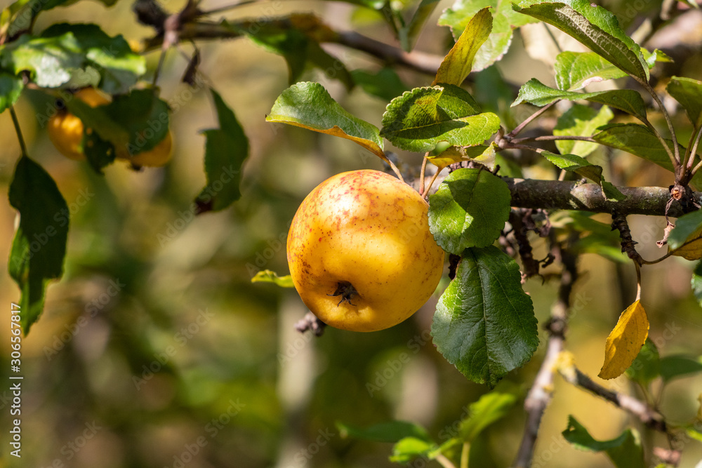 Close-up of ripe yellow apple on a branch of an apple tree in autumn