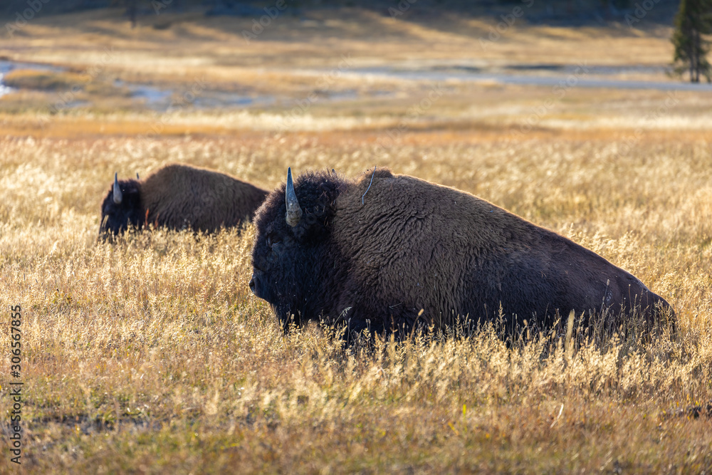 American bisons in grass field of Yellowstone National Park. American bisons in grass field of Yellowstone National Park.