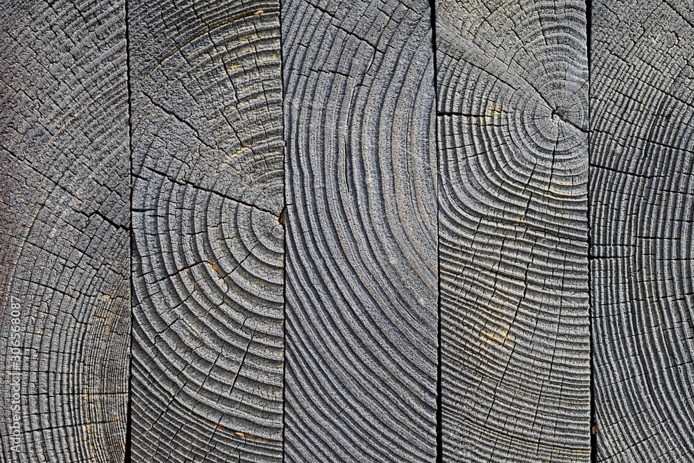 Fototapeta premium aged wooden cut with cracks, gray, texture