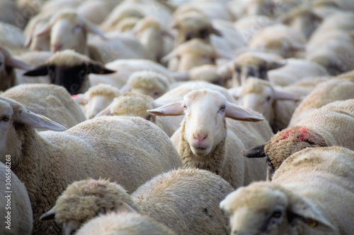flock of sheep © Ulf