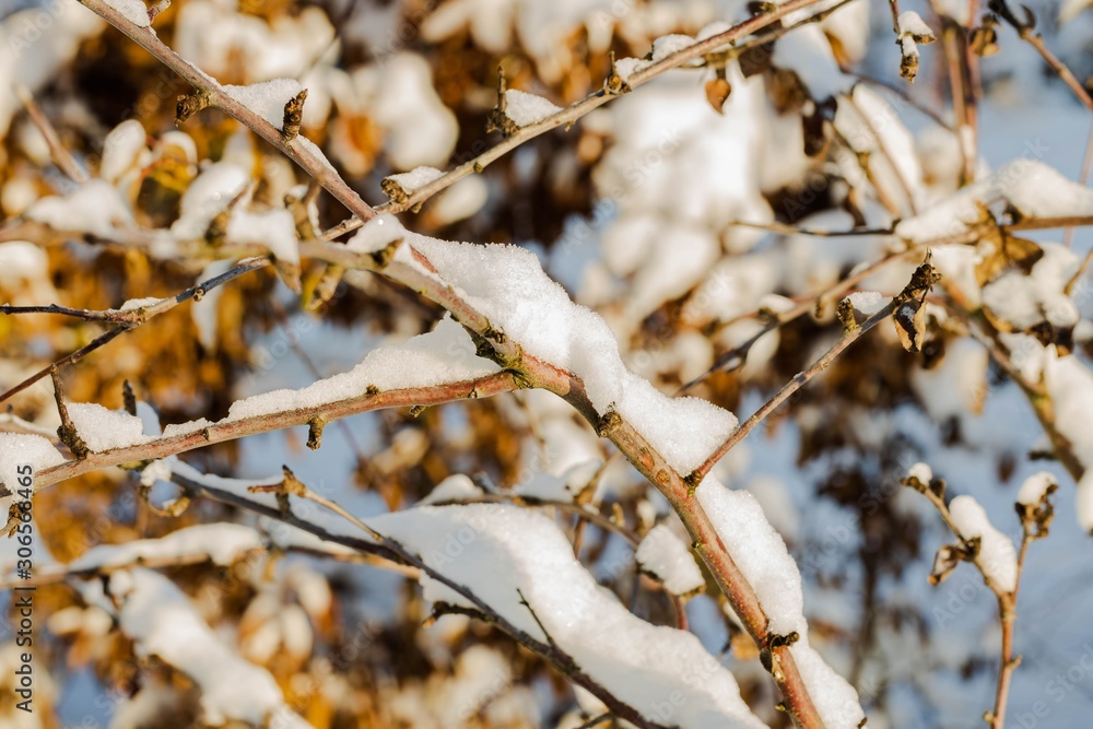 Gorgeous winter view. Snowy trees in winter. Winter day. Beautiful winter background. Gorgeous winter view. Snowy trees in winter. Winter day. Beautiful winter background.