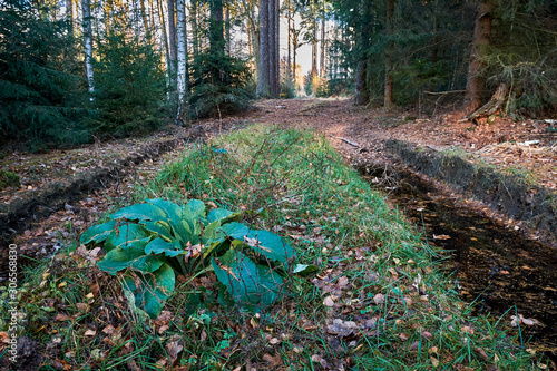 Flower on the forest path