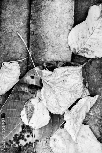 Close up shot of fall foliage  photo