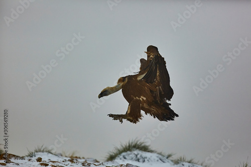 Griffon Vultures (Gyps Fulvus) in Winter Landscape, into the Mountains from spain