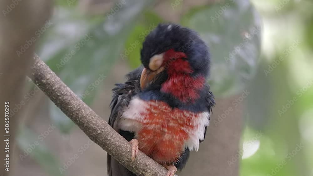 Full shot of a Bearded barbet (Lybius dubius) that is grooming itself on a tree branch, slow mo clip, super blurred background. Up shot. Full shot of a Bearded barbet (Lybius dubius) that is grooming itself on a tree branch, slow mo clip, super blurred background. Up shot.