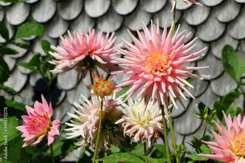 Haus und Garten, Rosa Dahlien vor alter Hausfassade, 