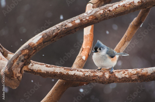 Tufted Titmouse Sitting on a Tree Branch in the Winter