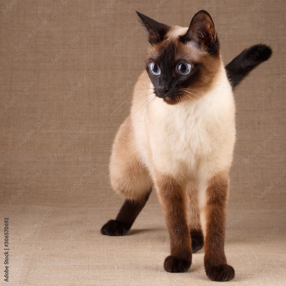 Siamese cat stands in a tense pose and looks with interest.