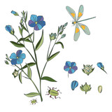 Basic Botanical illustration: field blue flower, dragonfly and beetleRGB