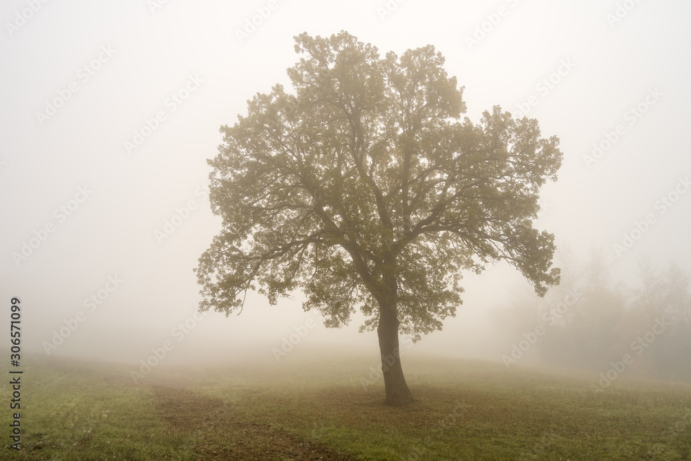 Fototapeta premium an oak tree left alone in a field in the fog