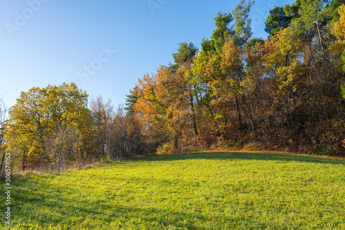 a green field at the edge of the autumn forest