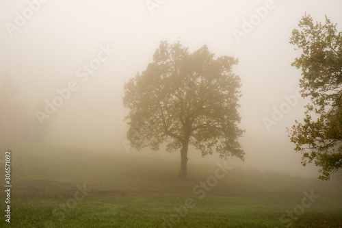 an oak tree left alone in a field in the fog