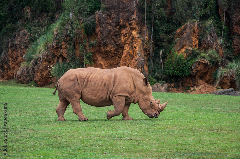Obraz premium young rhino eating grass on mountains background
