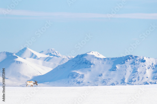 Reindeer against the snow and mountains of Svalbard © Rixie