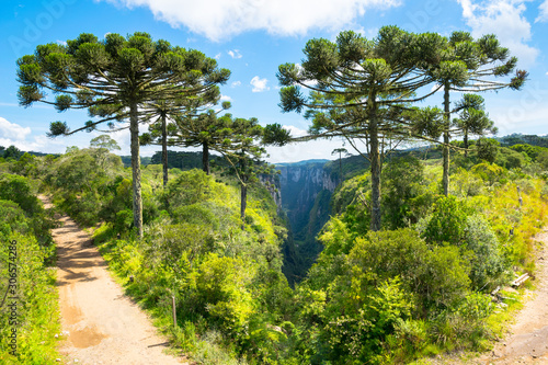 Beautiful araucarias trees in Itaimbezinho Canyon - Cambara do Sul/Rio grande do Sul - Brazil