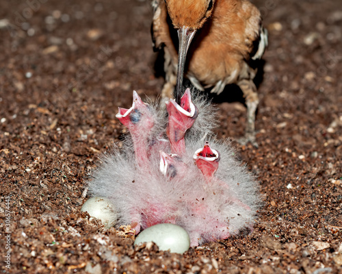 Common hoopoe feeding her chicks at nest