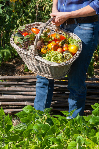 Au potager - jardinier tenant un panier de légumes