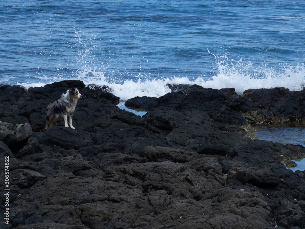 Australian Shepherd Dog on guard on lava rock beach with crashing waves in Hawaii Australian Shepherd Dog on guard on lava rock beach with crashing waves in Hawaii