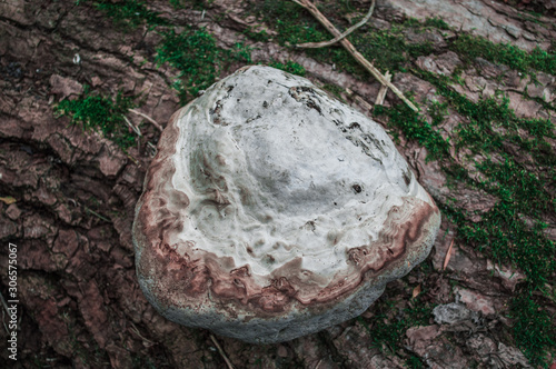 Mushroom raincoat on the bark of a tree © Eugene B-sov