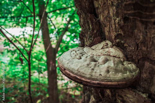 Mushroom raincoat on the bark of a tree