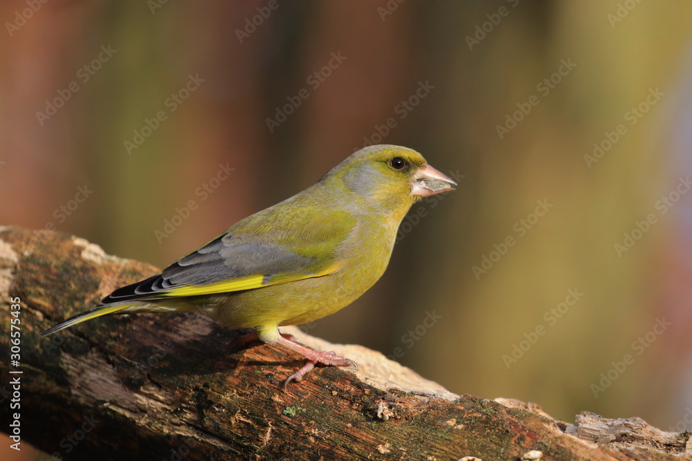 European greenfinch (Carduelis chloris). Bird sitting on the branch. Bird of Europe. Songbird in the nature habitat. European greenfinch (Carduelis chloris). Bird sitting on the branch. Bird of Europe. Songbird in the nature habitat.