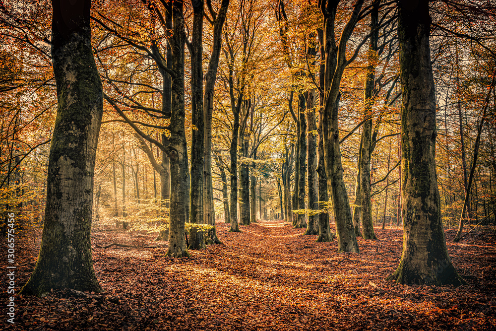 Golden Autumn Forest