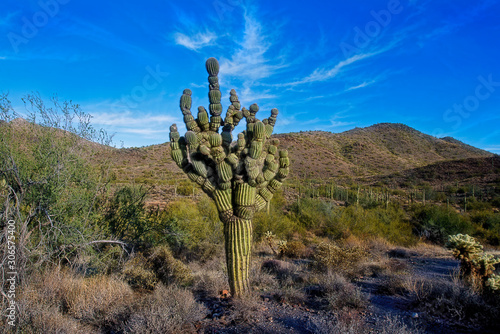 Unusual Saguaro Cactus