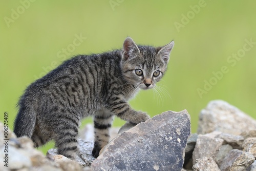 cute little tabby kitten. felis silvestris catus.