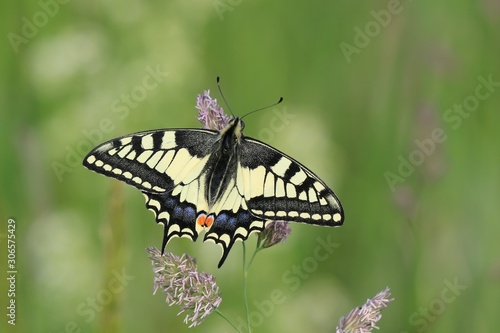 Old World swallowtail (Papilio machaon) resting on a flower in a green meadow, a butterfly of the family Papilionidae. The butterfly is also known as the common yellow swallowtail © Monikasurzin