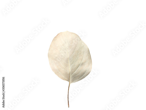 Dry eucalyptus leaves on white background