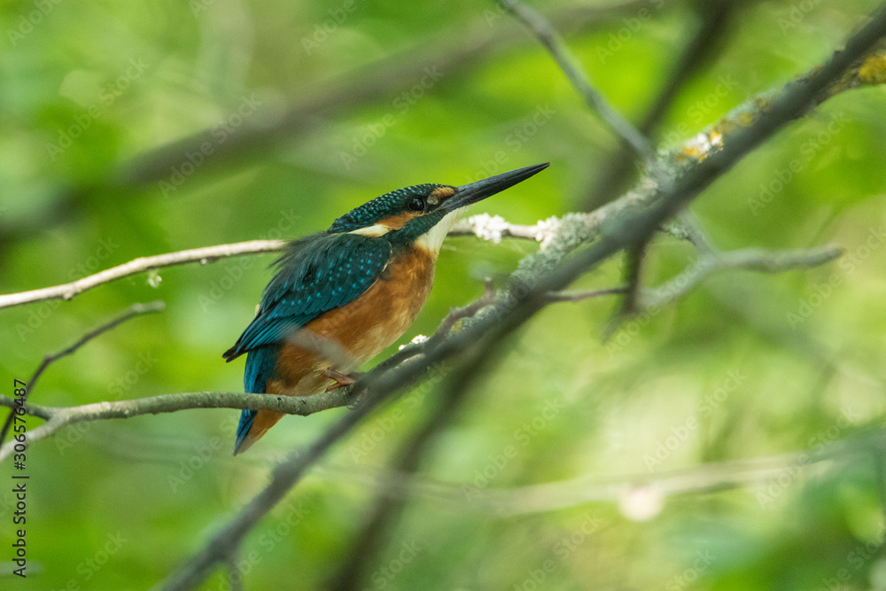 The Kingfisher sits on a small branch. The background is beautifully blurred in green. A life-size portrait of a bird. The Kingfisher sits on a small branch. The background is beautifully blurred in green. A life-size portrait of a bird.