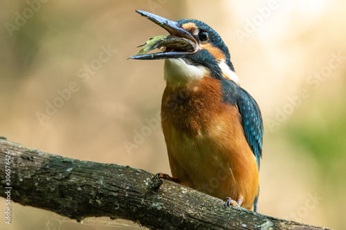 Kingfisher sitting on a branch. In his beak he has a fish that he just caught. Eating food bird.