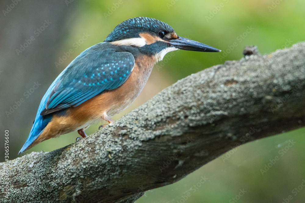 Fototapeta premium Kingfisher sitting on a branch. The feathers shimmer beautifully. Beautiful life-size portrait of a bird.