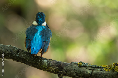 The Kingfisher sits on a branch with its back to the camera. Beautiful blue feathers. © gelectrode