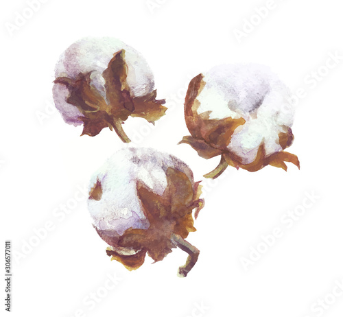 Cotton Bolls Vector Watercolor Branch and Wreath Painting. Handdrawn Botanical Set