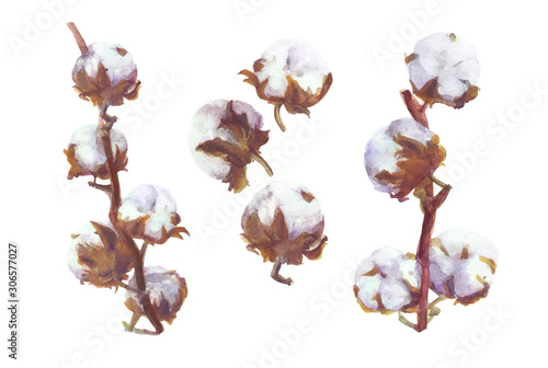 Cotton Bolls Vector Watercolor Branch and Wreath Painting. Handdrawn Botanical Set