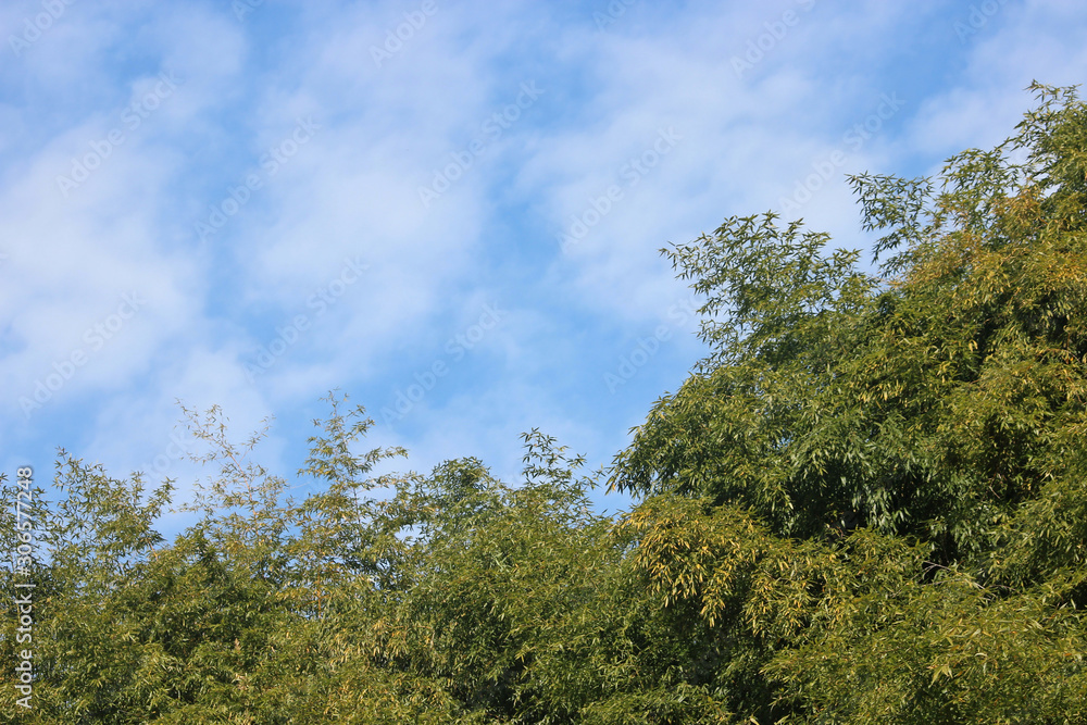 Obraz premium 대나무 숲