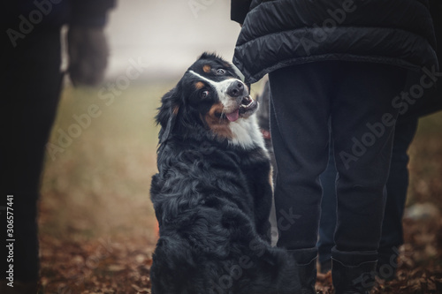 Bernese dog sitting next to the owner at the obedience training class. photo
