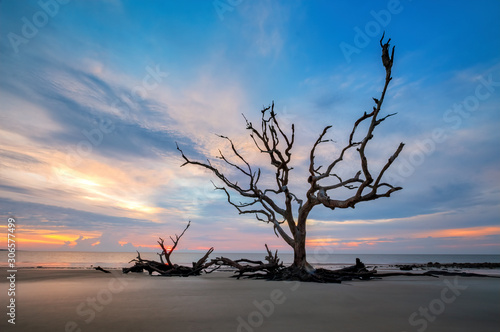 Driftwood Beach, Jekyll Island, Georgia, USA photo