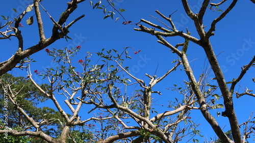 The dry tree in the middle and the beautiful sky view.