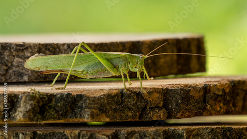 Grashopper on cut wooden plates