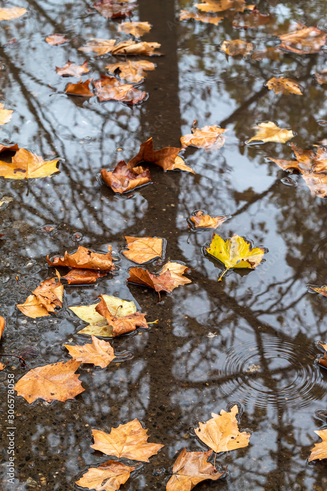 Autumn Leaves in Puddle With Tree Reflection Autumn Leaves in Puddle With Tree Reflection