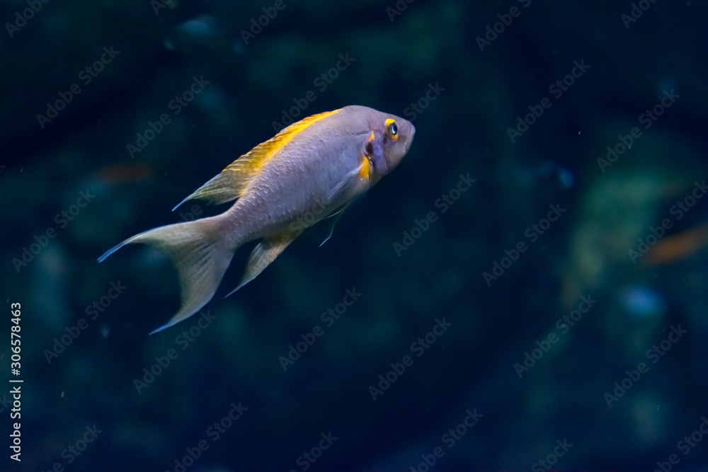 Tiny fish is swimming in aquarium Tiny fish is swimming in aquarium